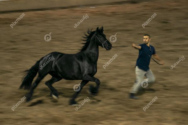 دهمین جشنواره زیبایی اسب عرب ایرانی